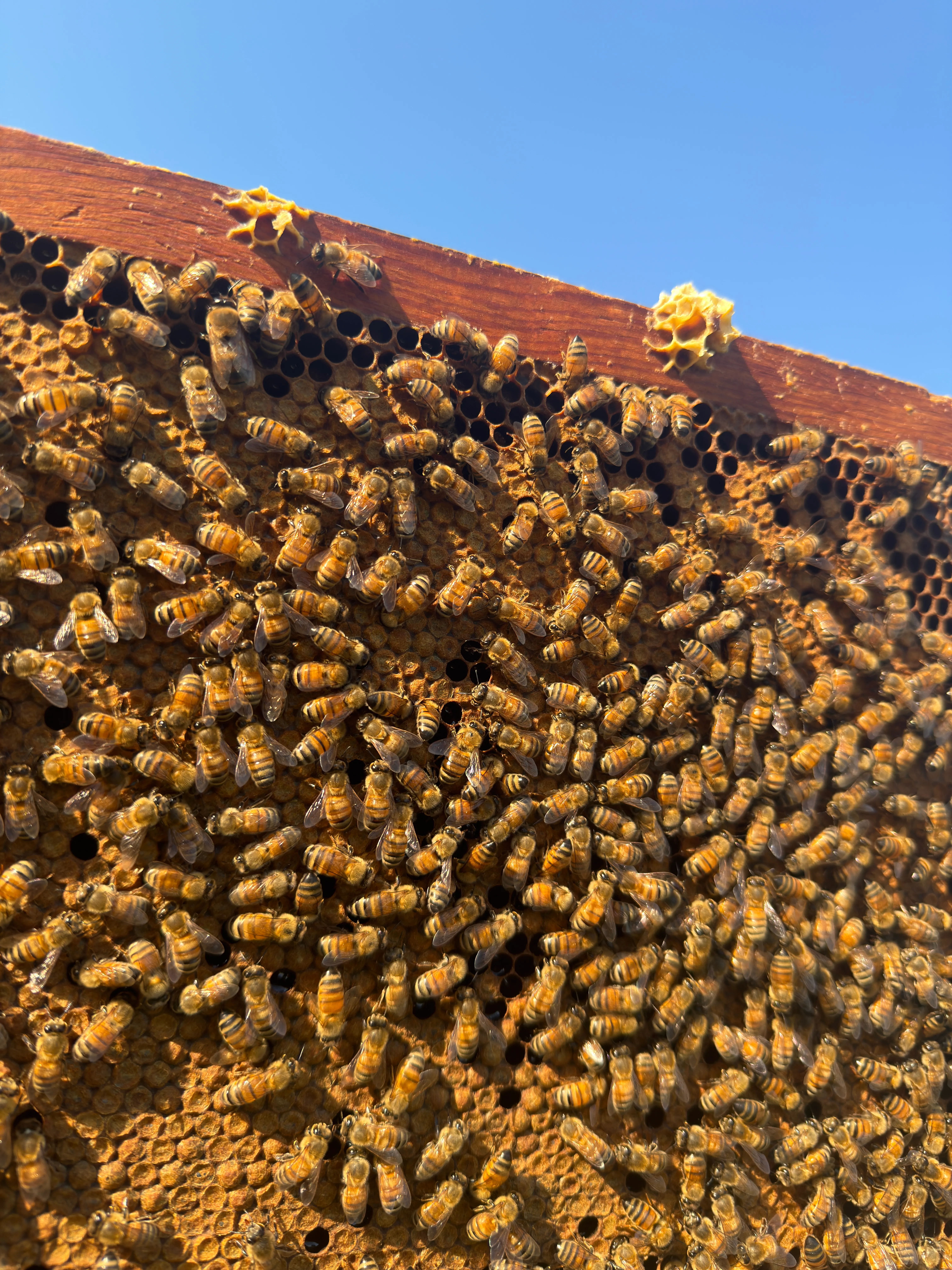 Hive update · June 14, 2026