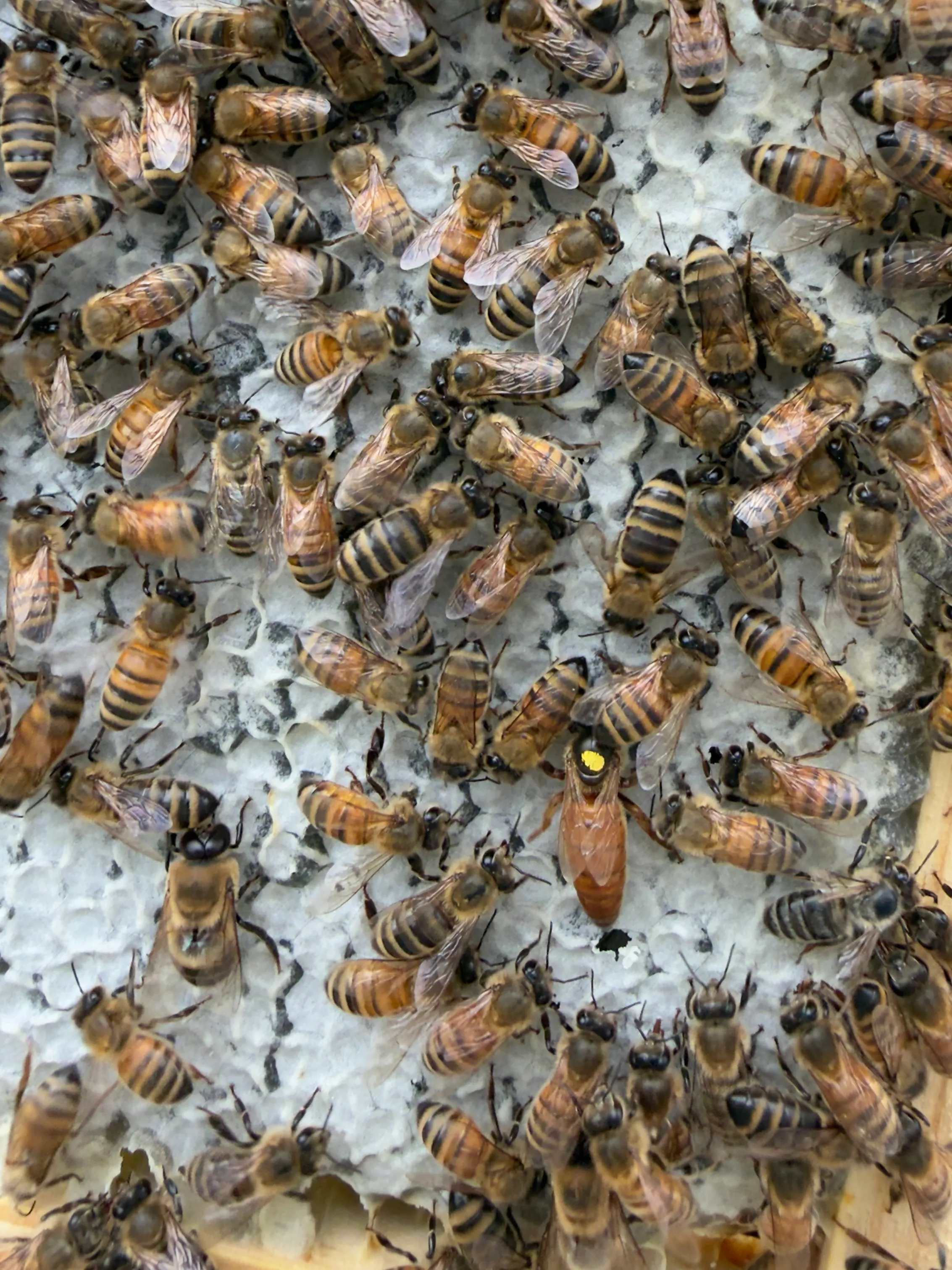Hive update · June 27, 2026