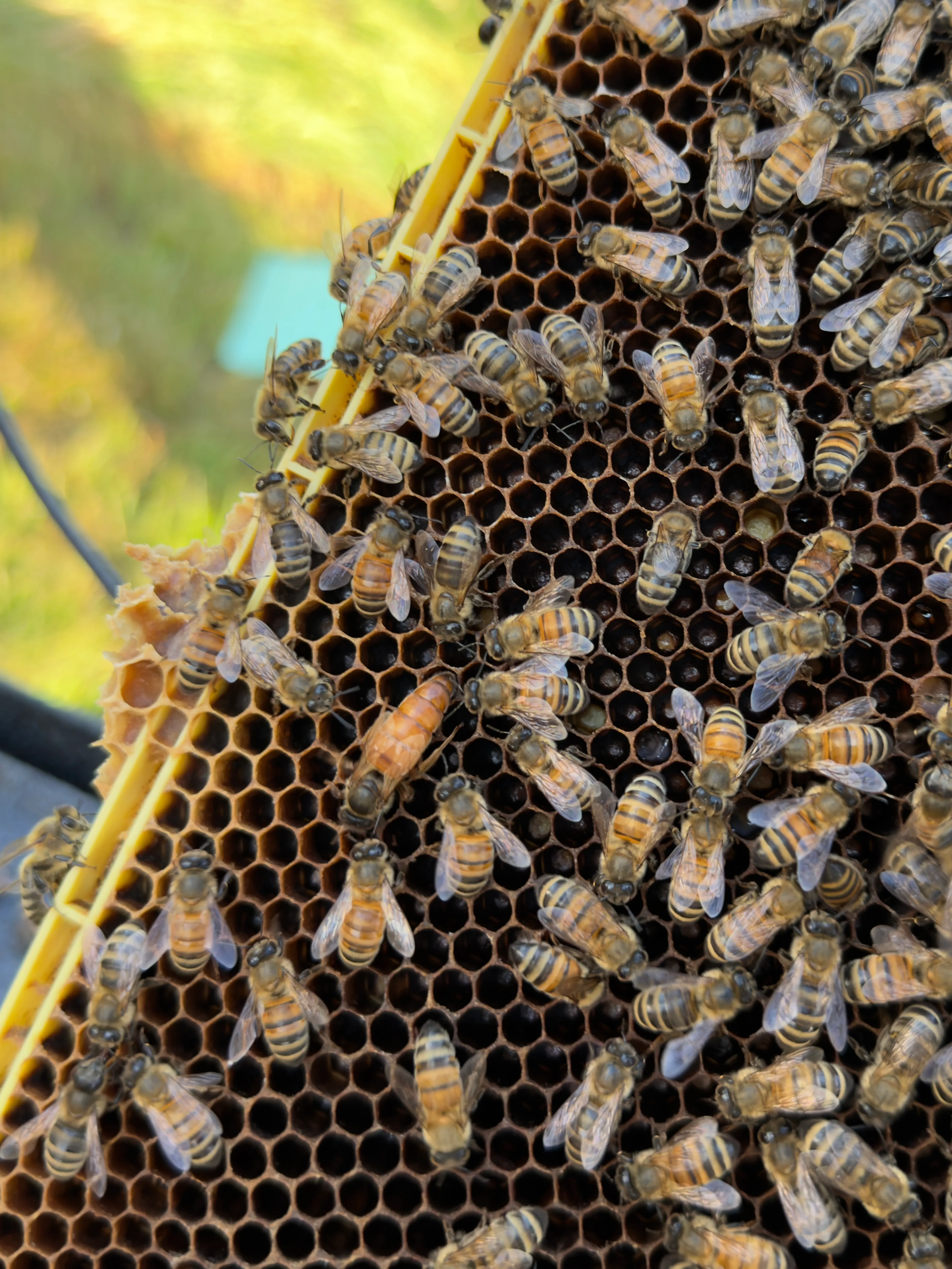 Hive update · June 14, 2026