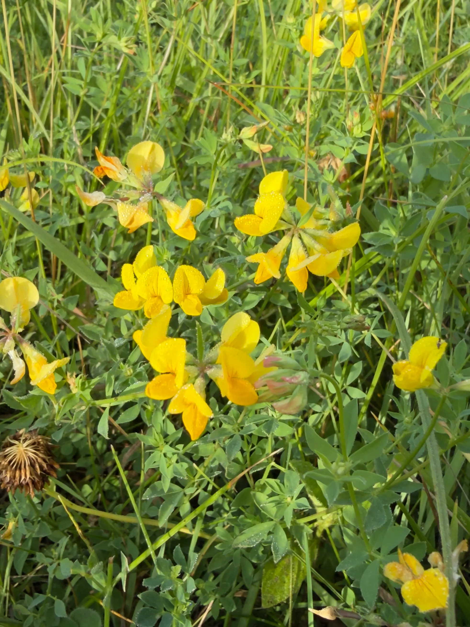 bird's-foot trefoil