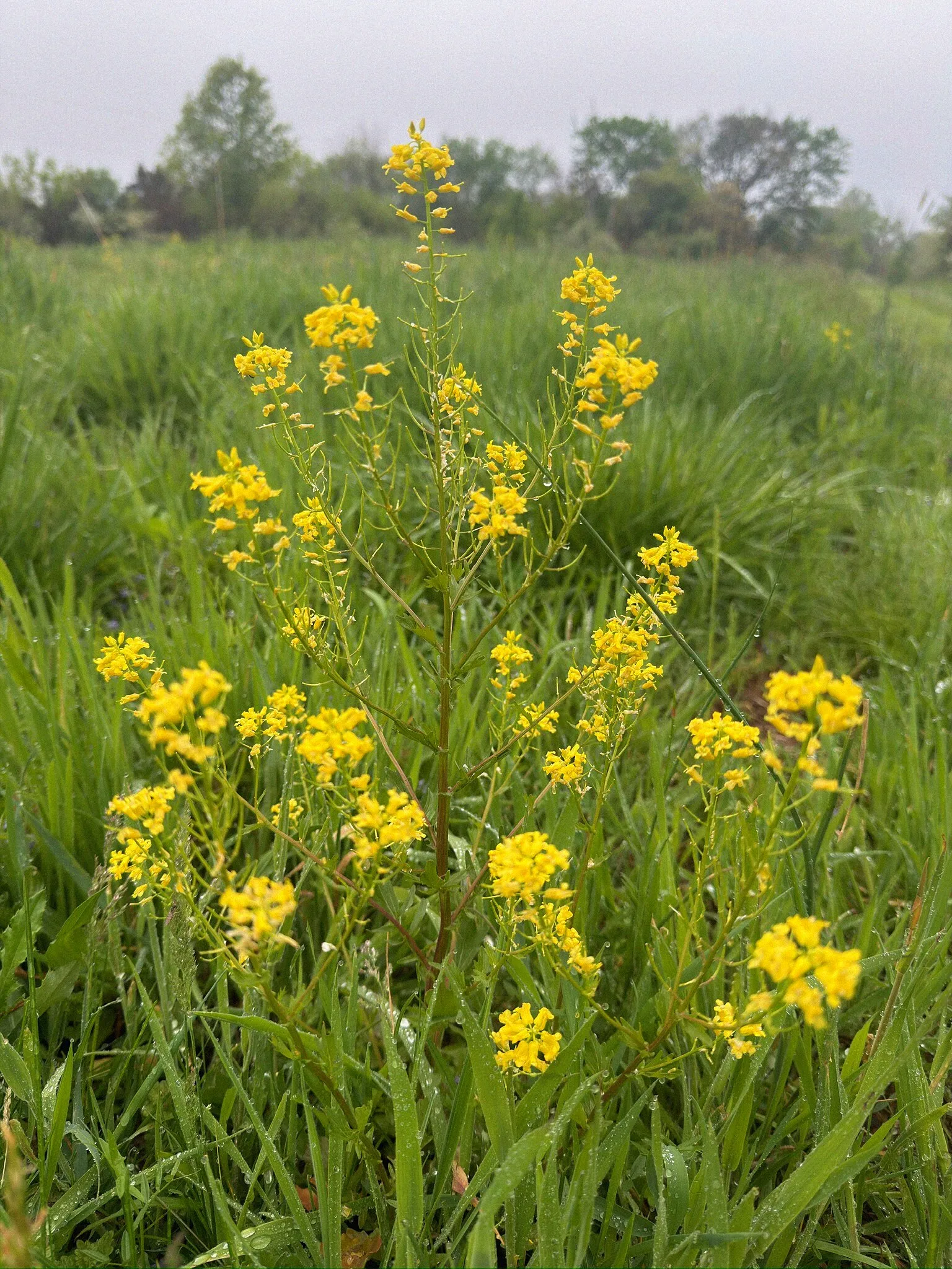 garden yellowrocket