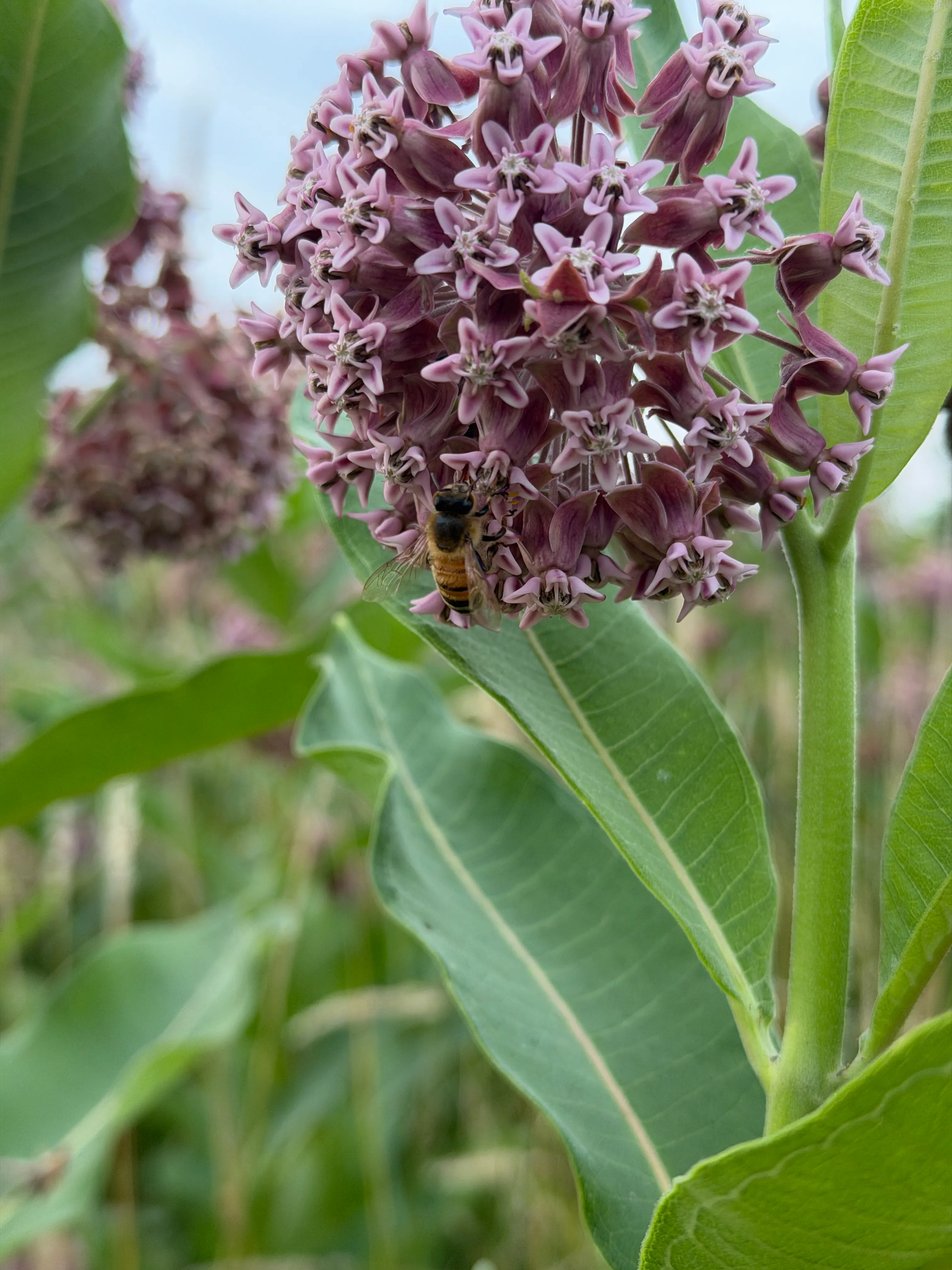 Western Honey Bee