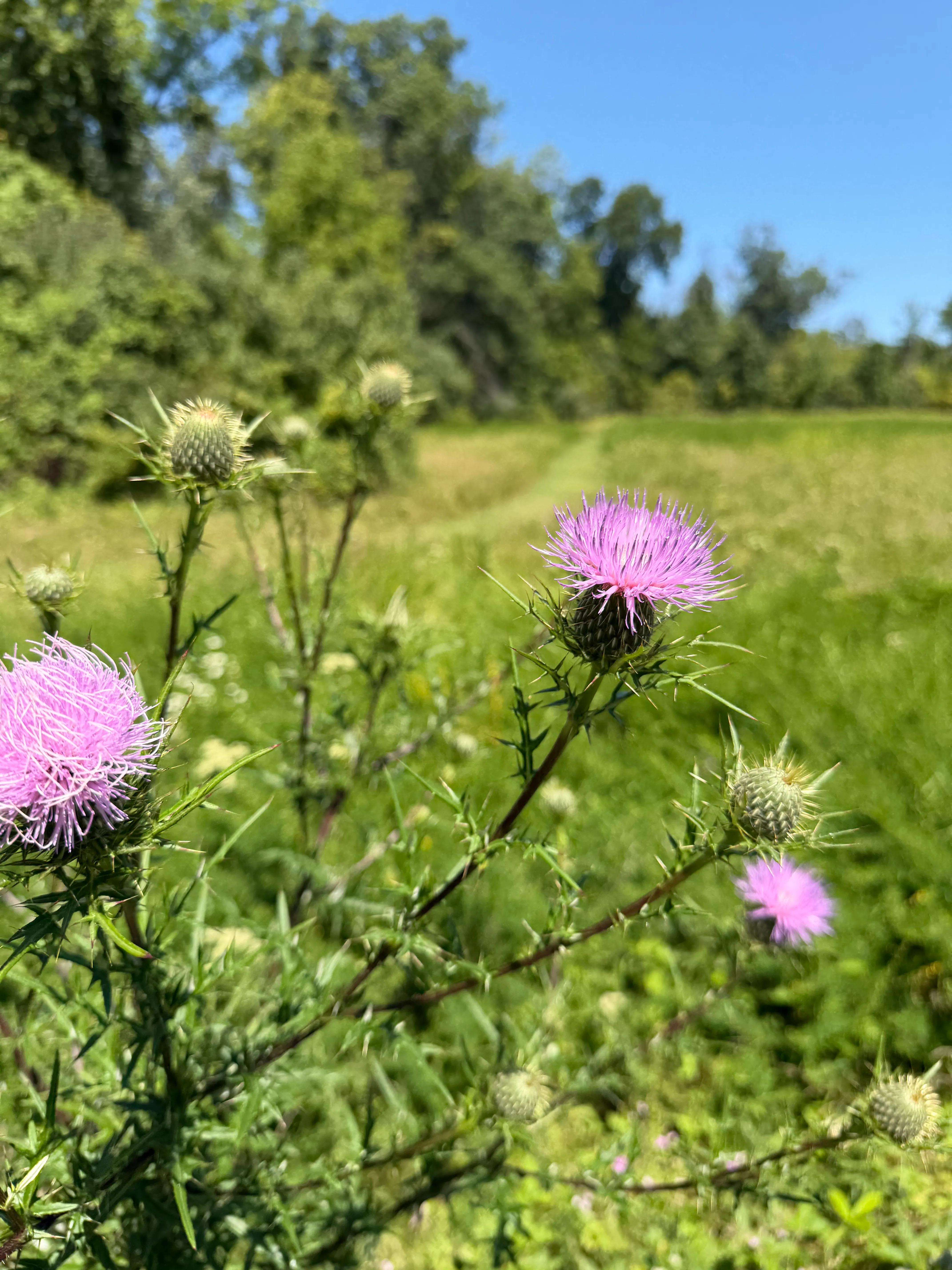 field thistle