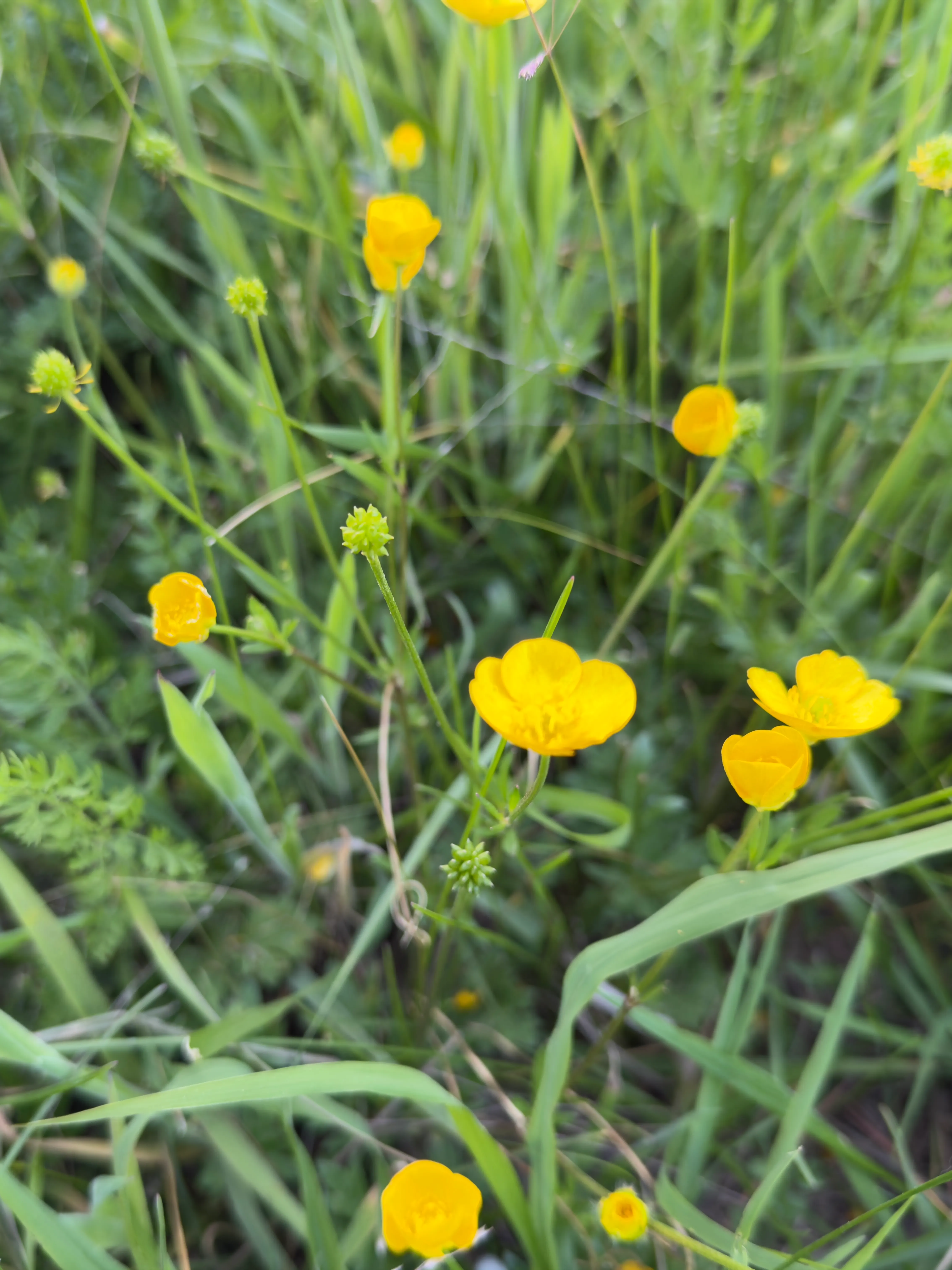 bulbous buttercup