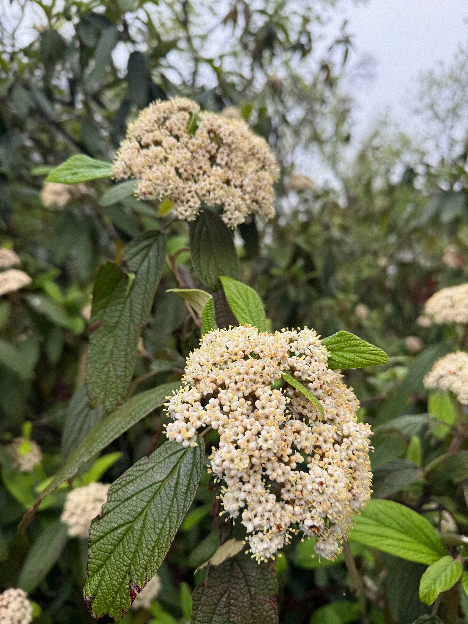 Leatherleaf viburnum