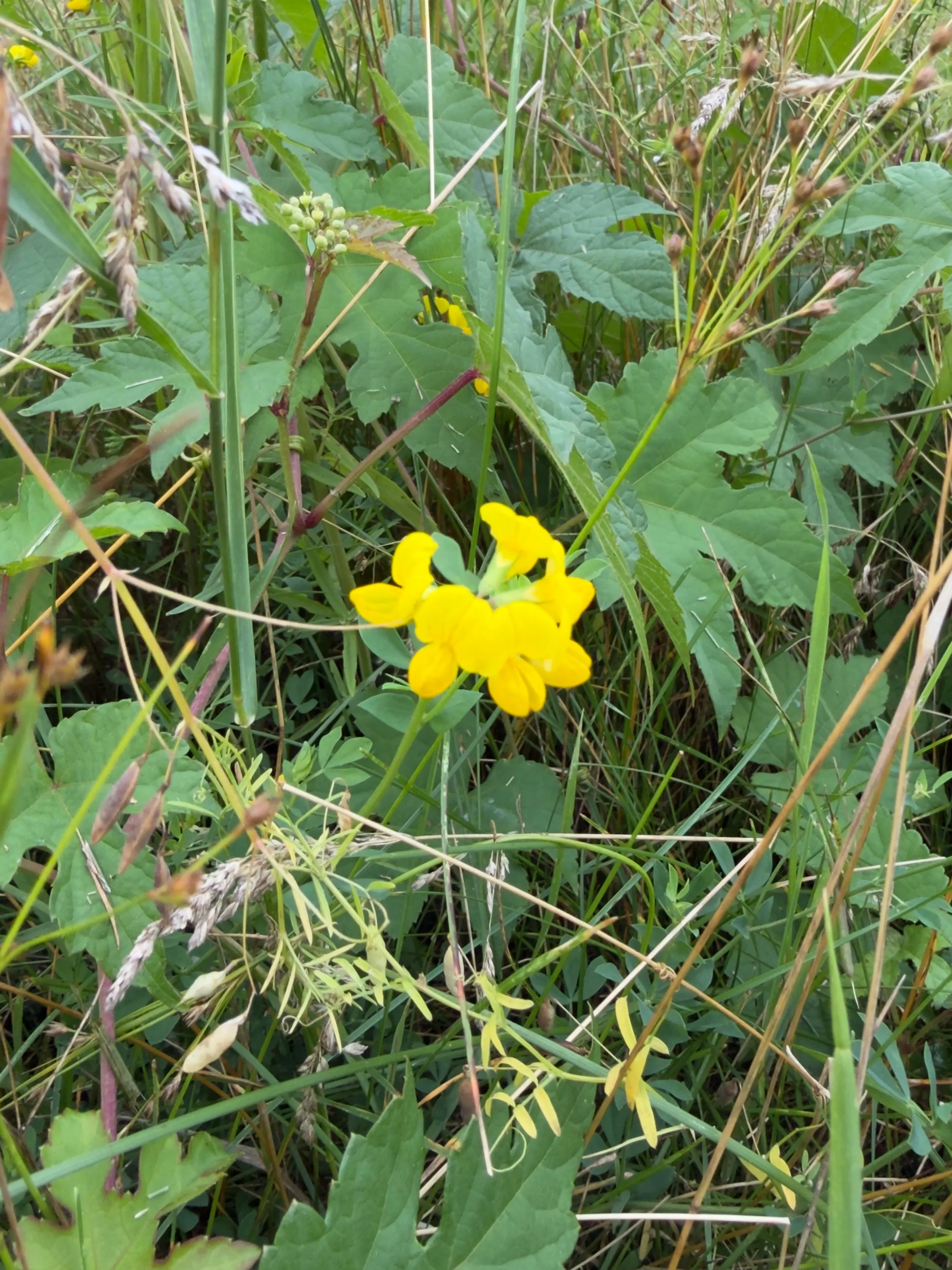 bird's-foot trefoil
