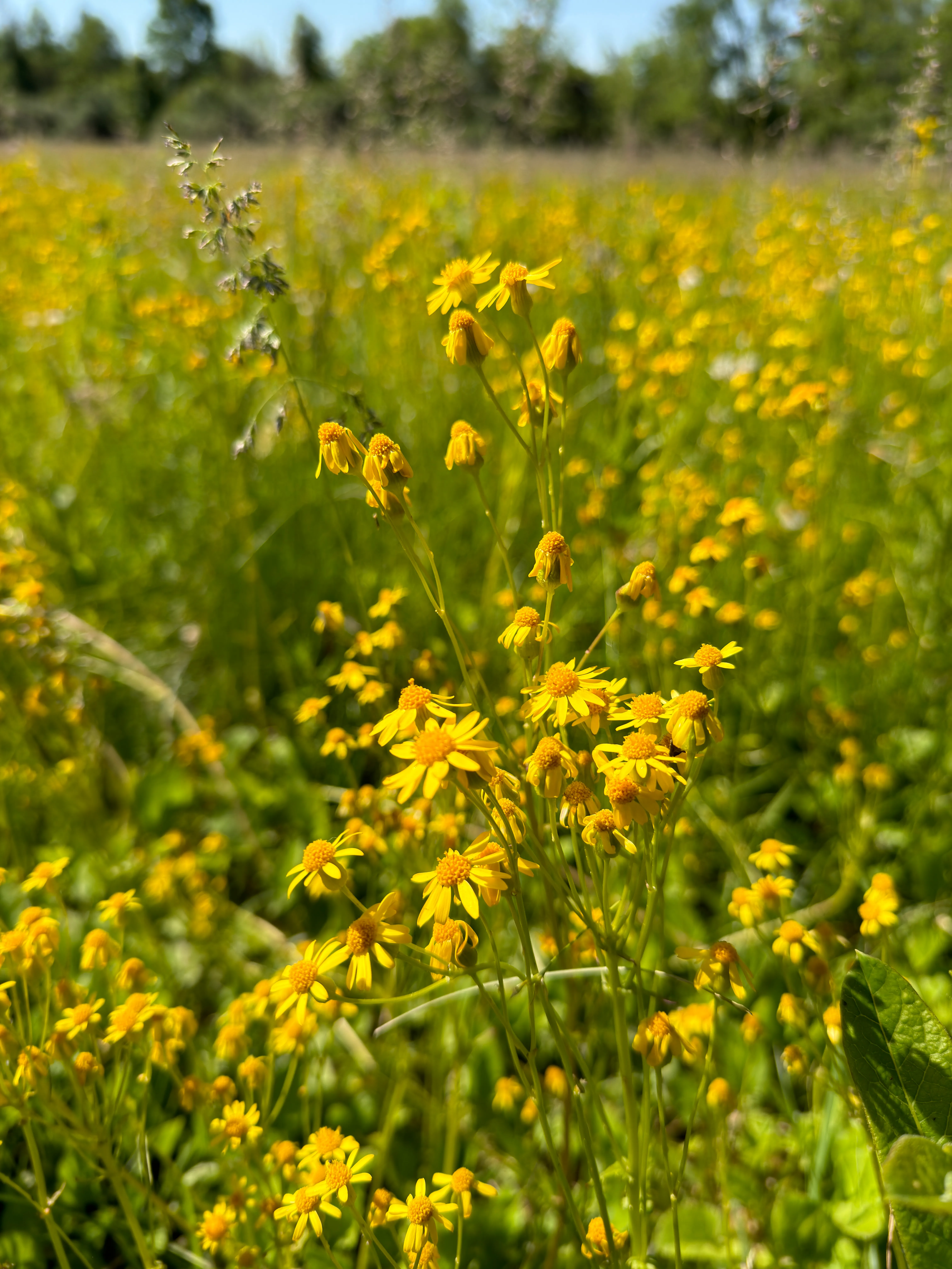 Eastern Groundsel