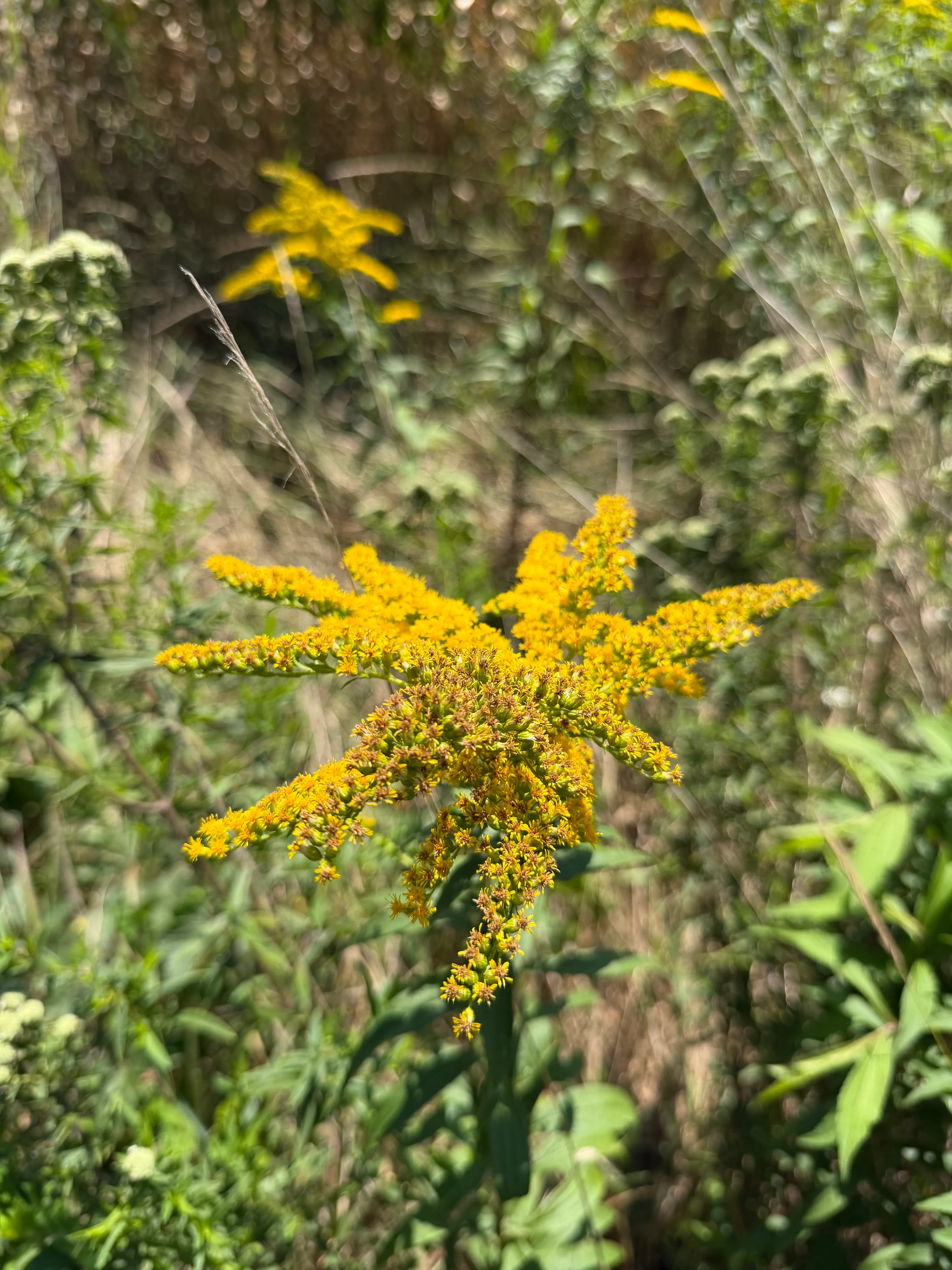 Canada goldenrod