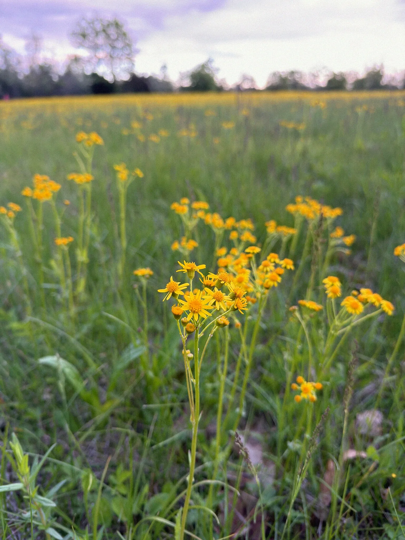 Prairie Groundsel