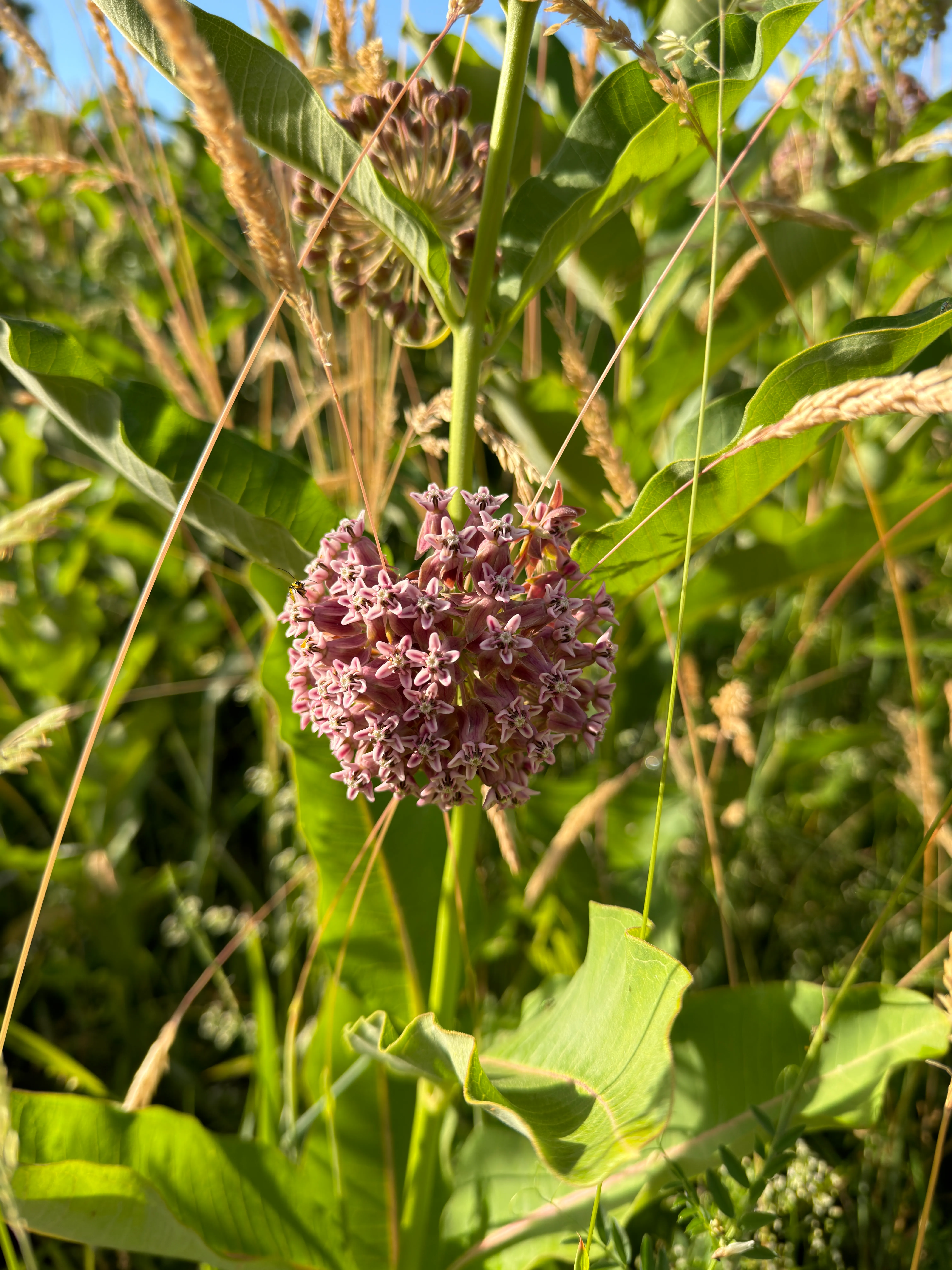 common milkweed