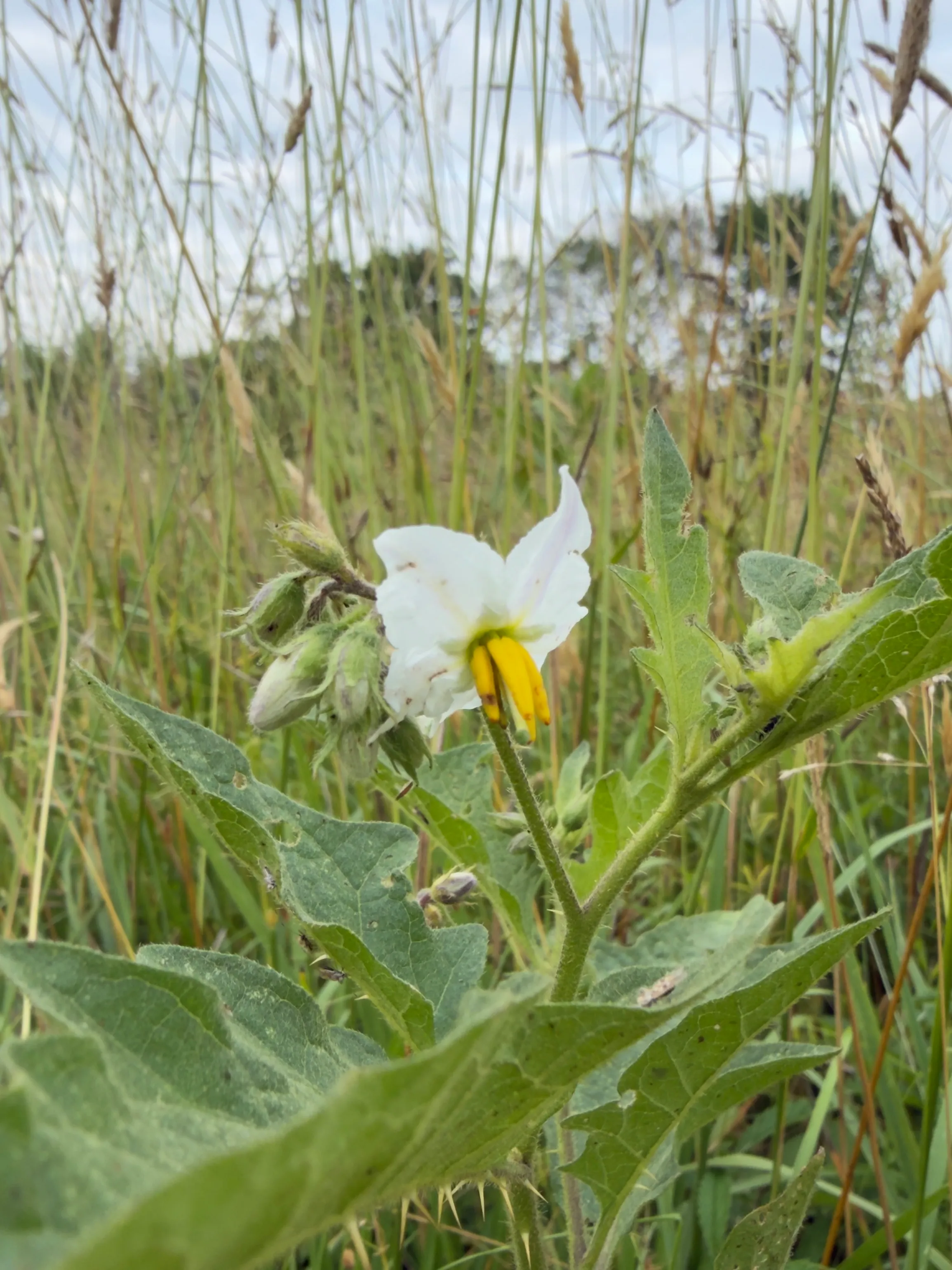 Carolina horsenettle
