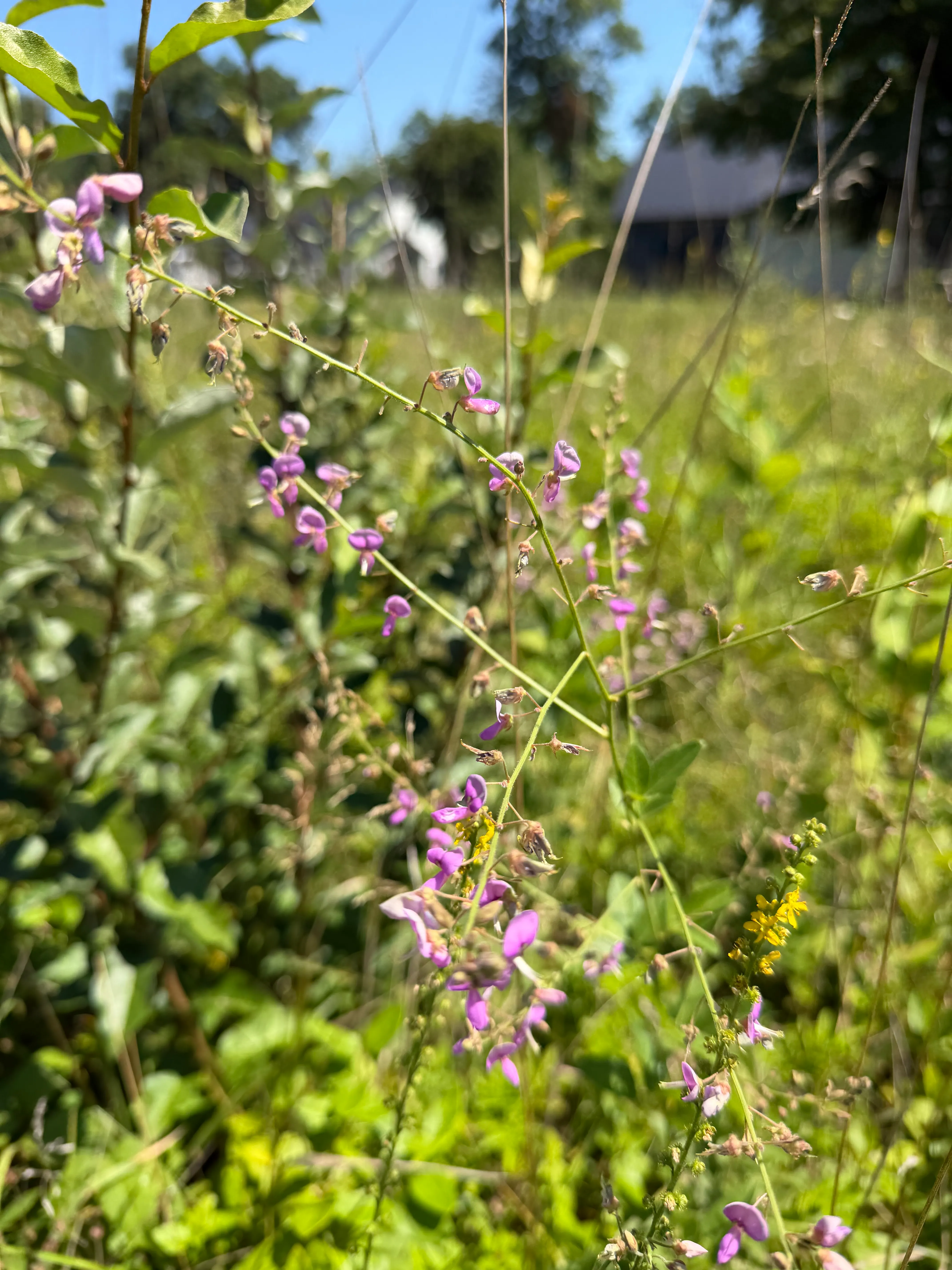 tall tick-trefoil