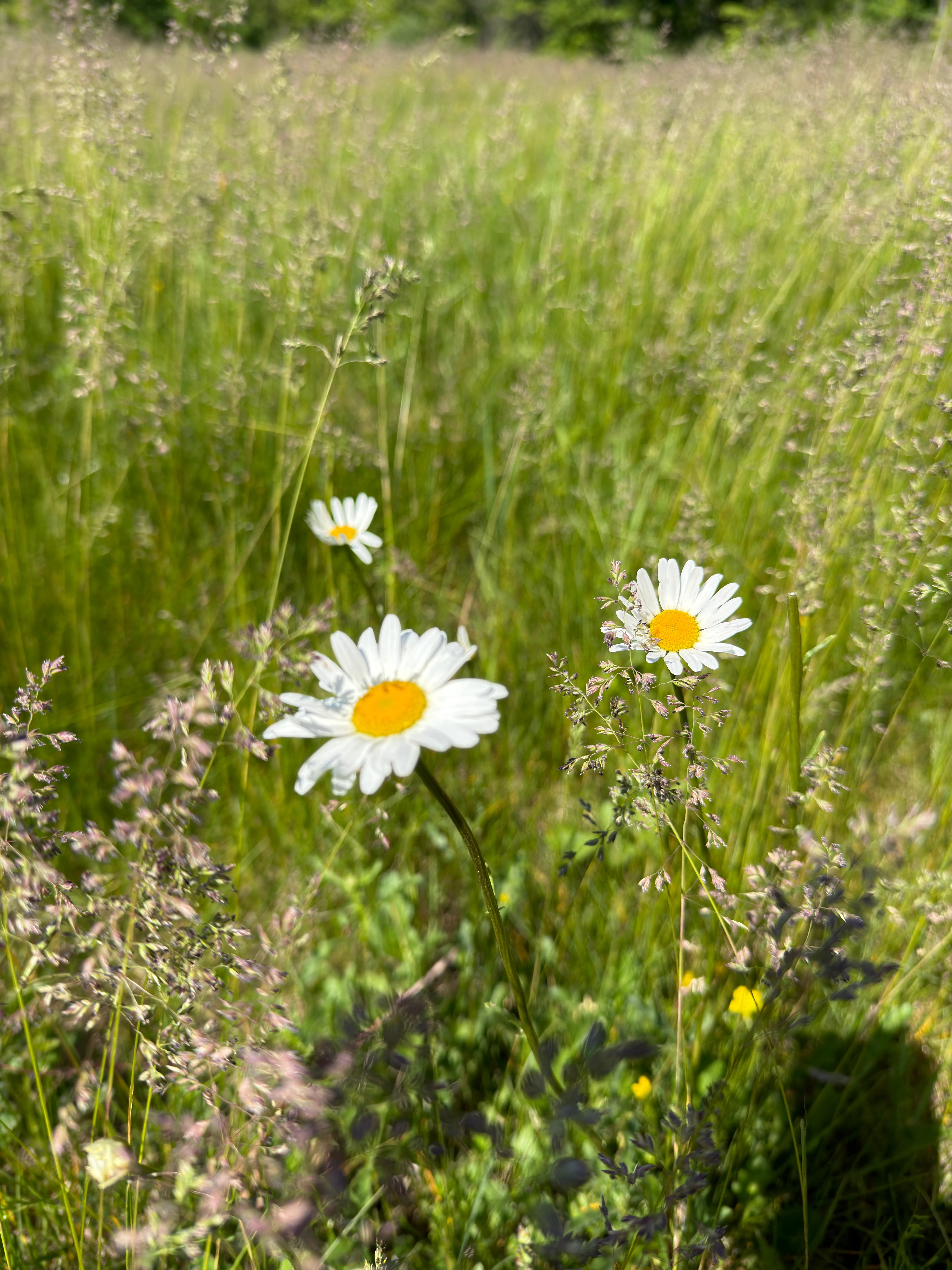Oxeye daisy