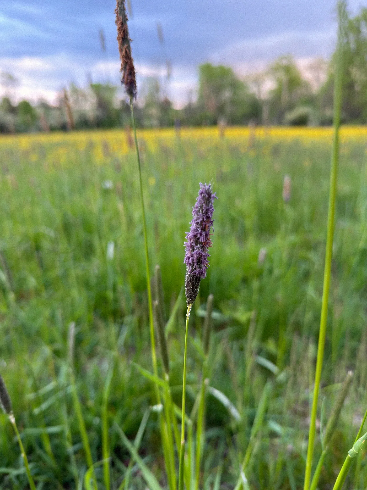 Meadow Foxtail