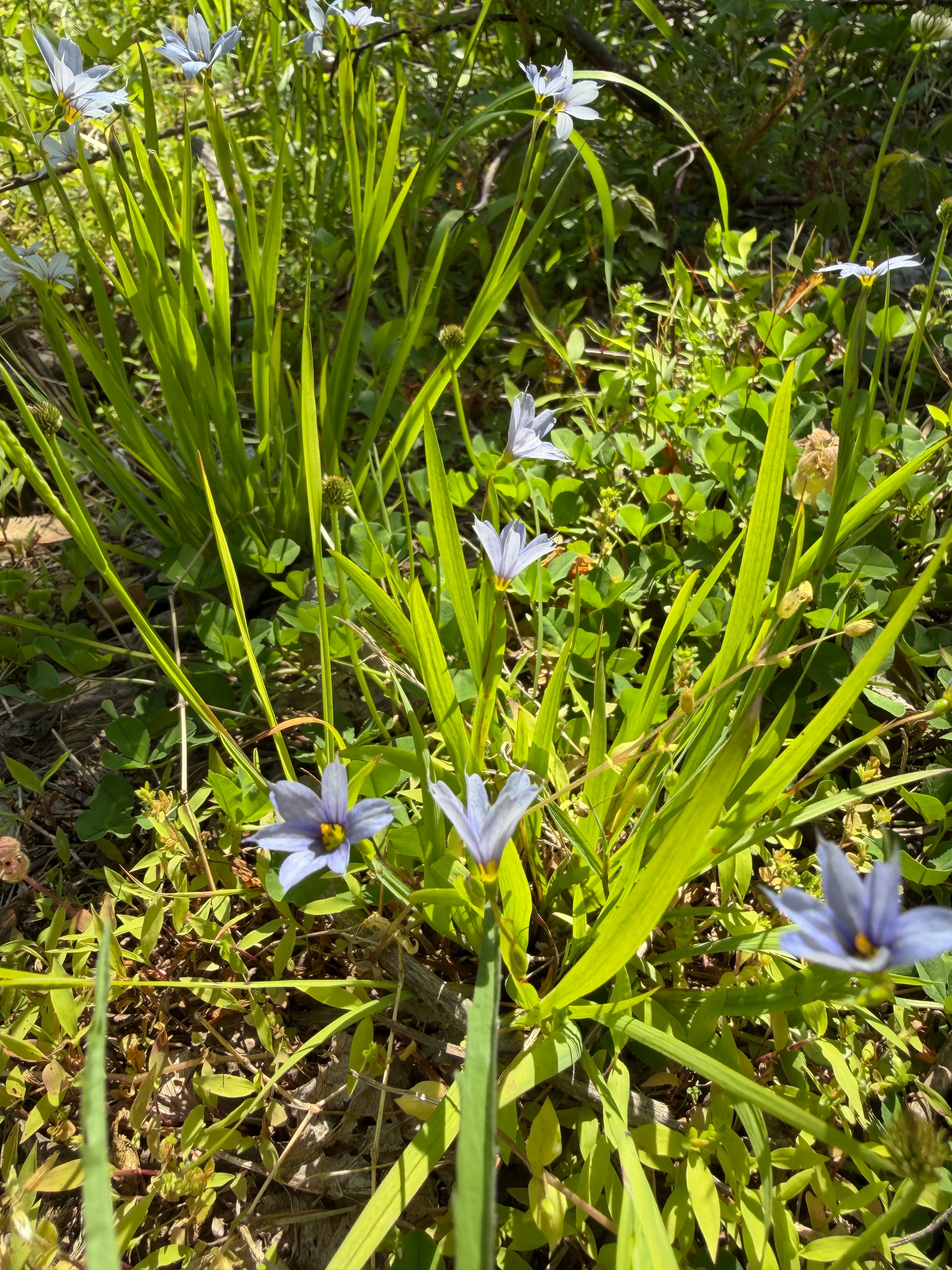 Idaho Blue-eyed Grass