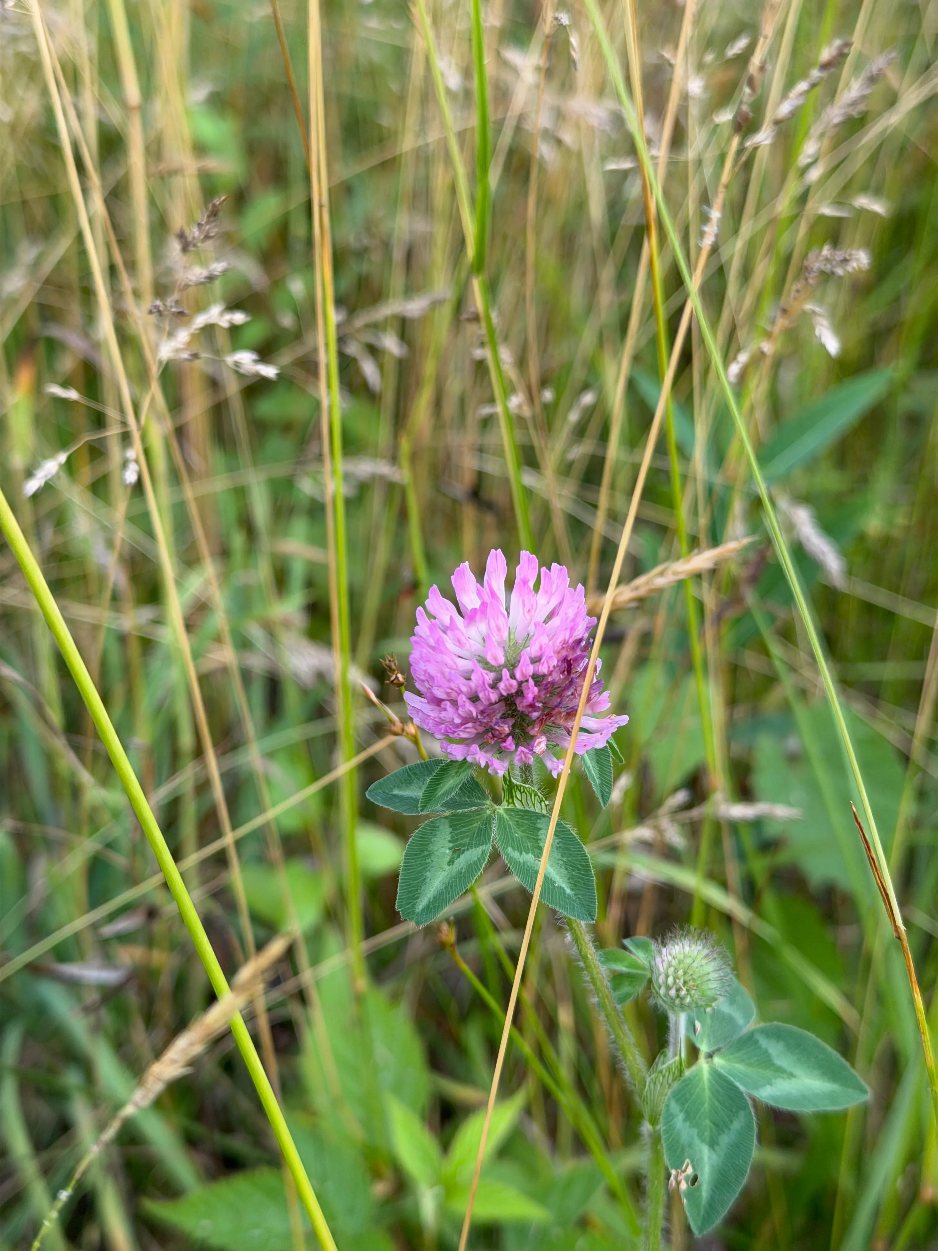 Red Clover