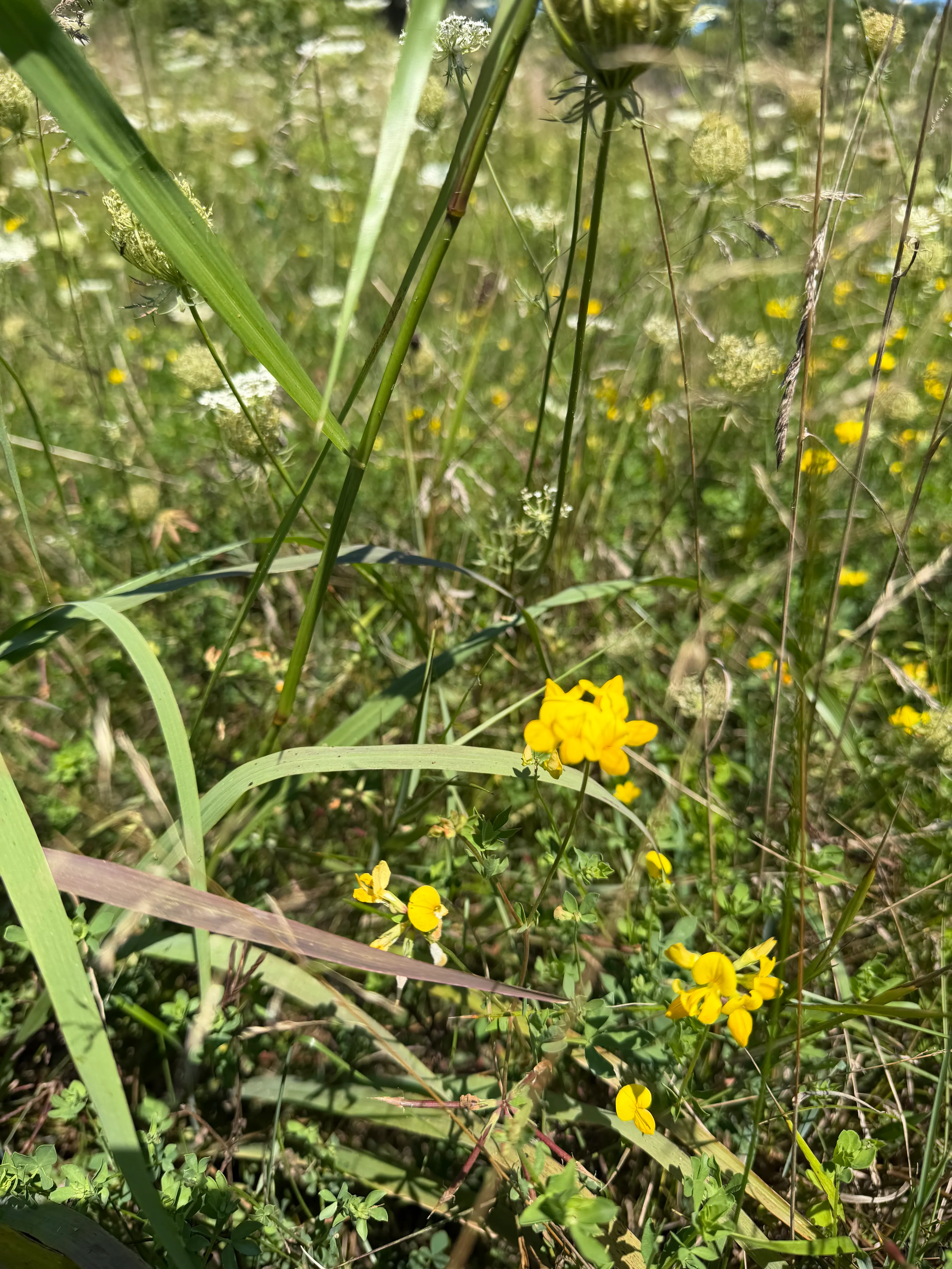 greater bird's-foot-trefoil
