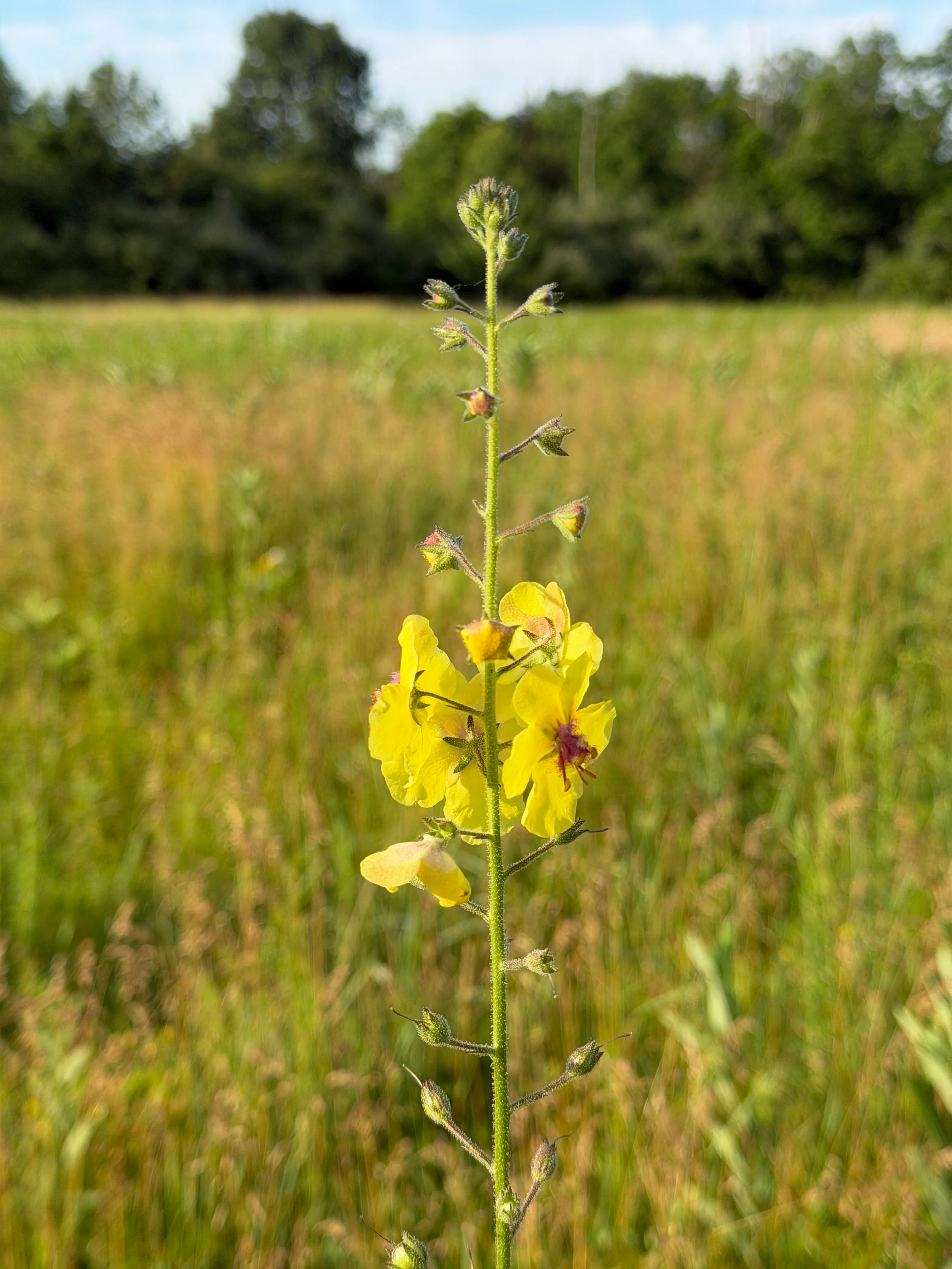 moth mullein