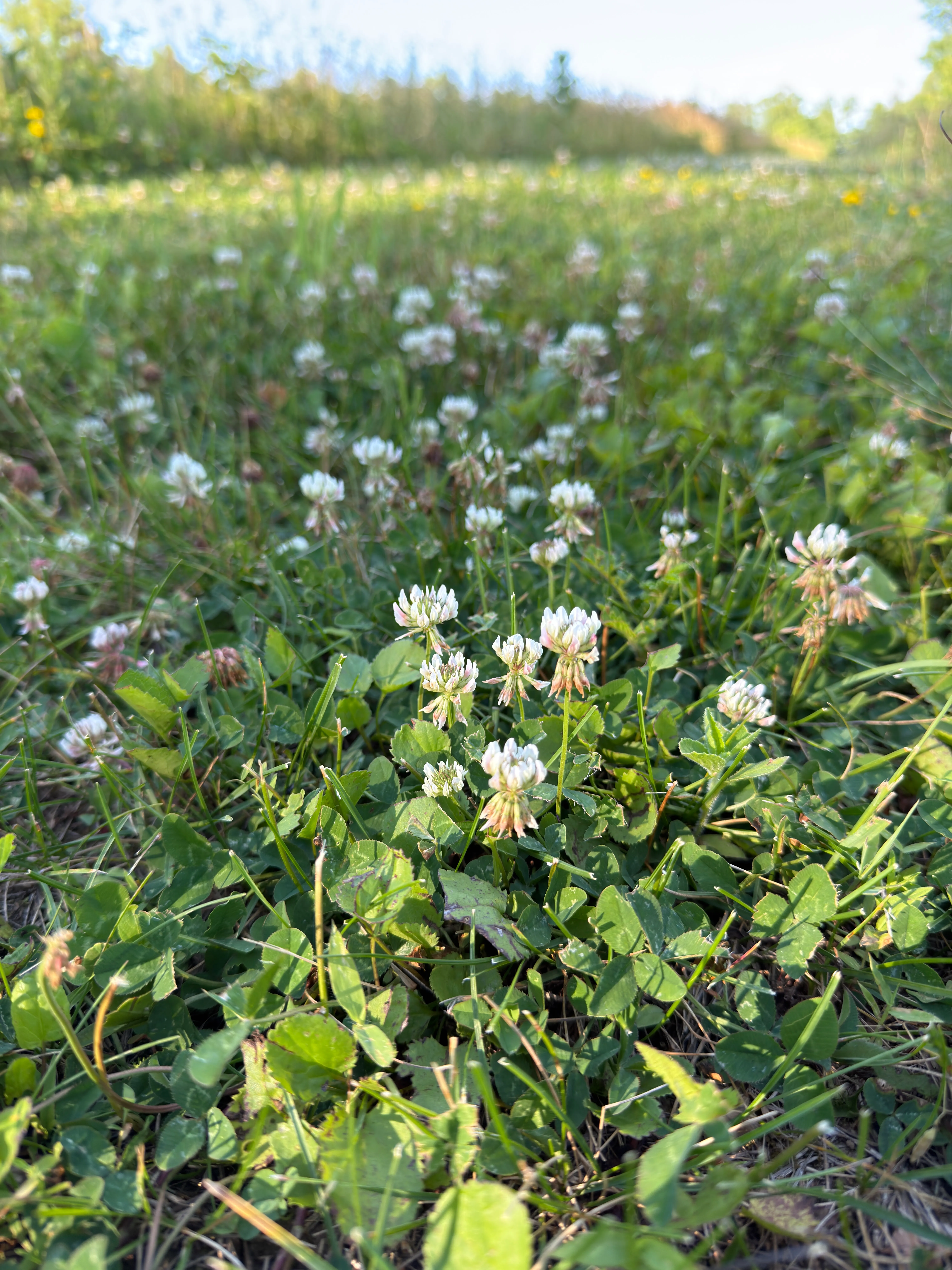white clover