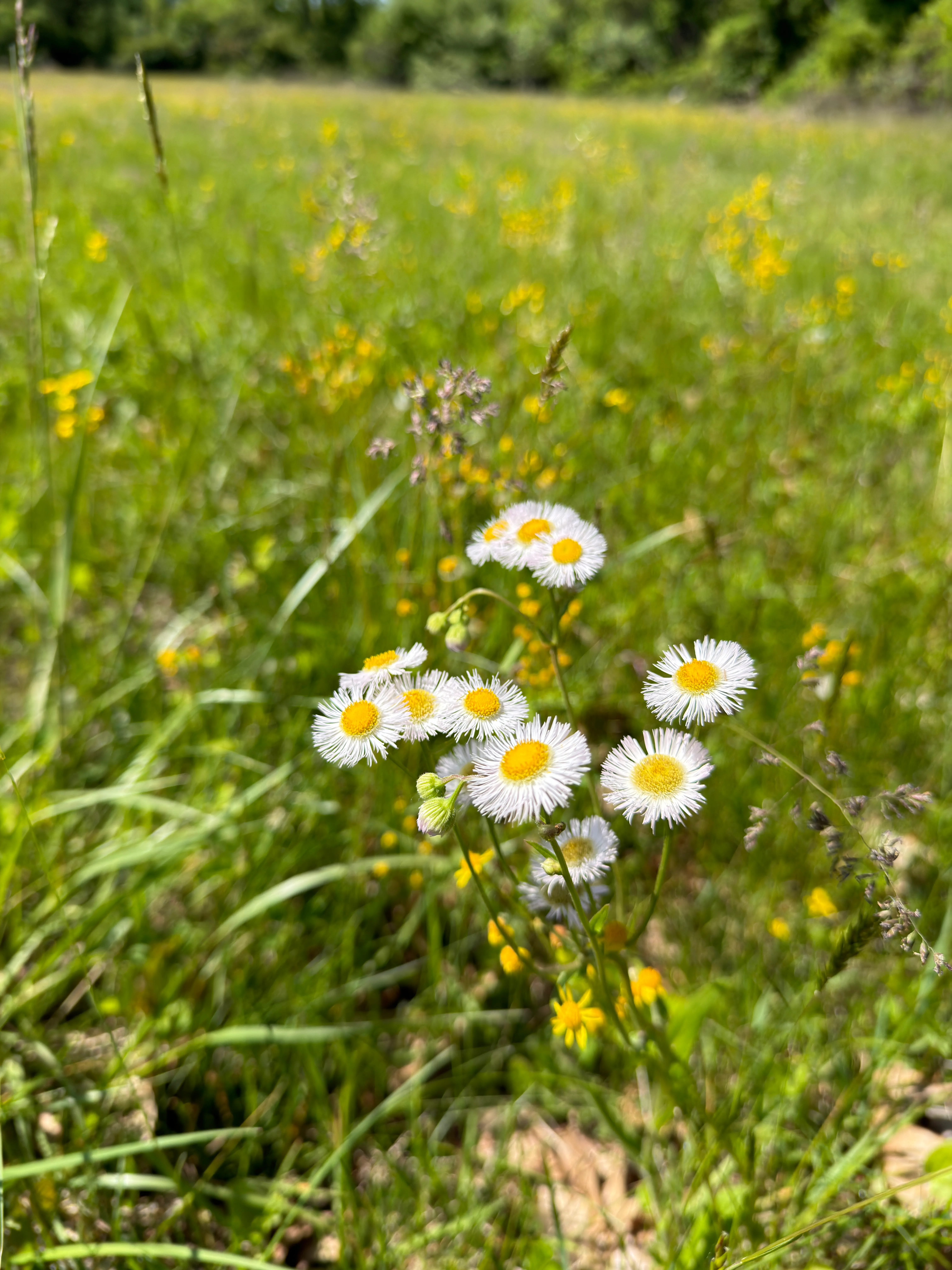 Philadelphia fleabane