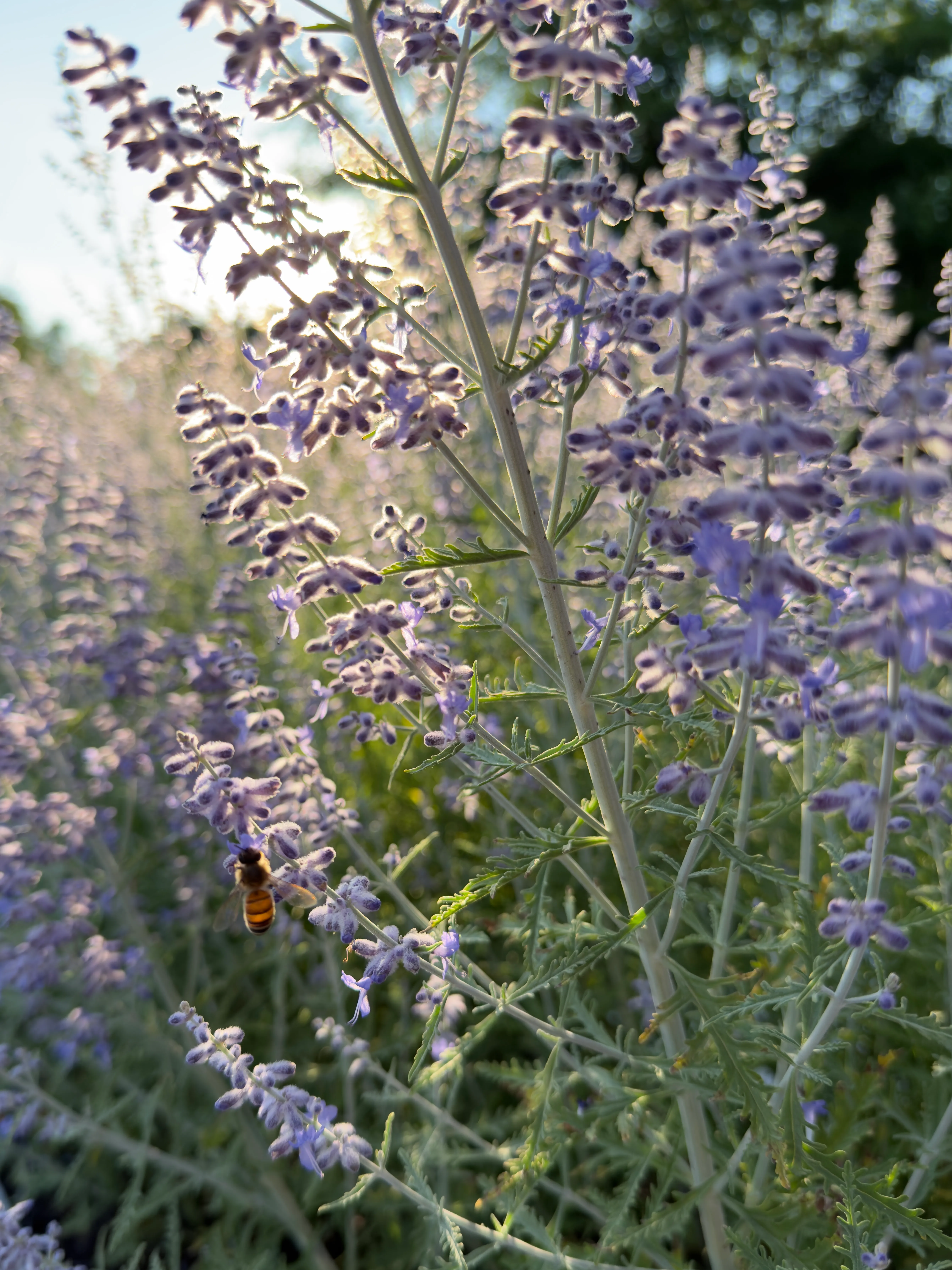Swanleaf Clouding Sage