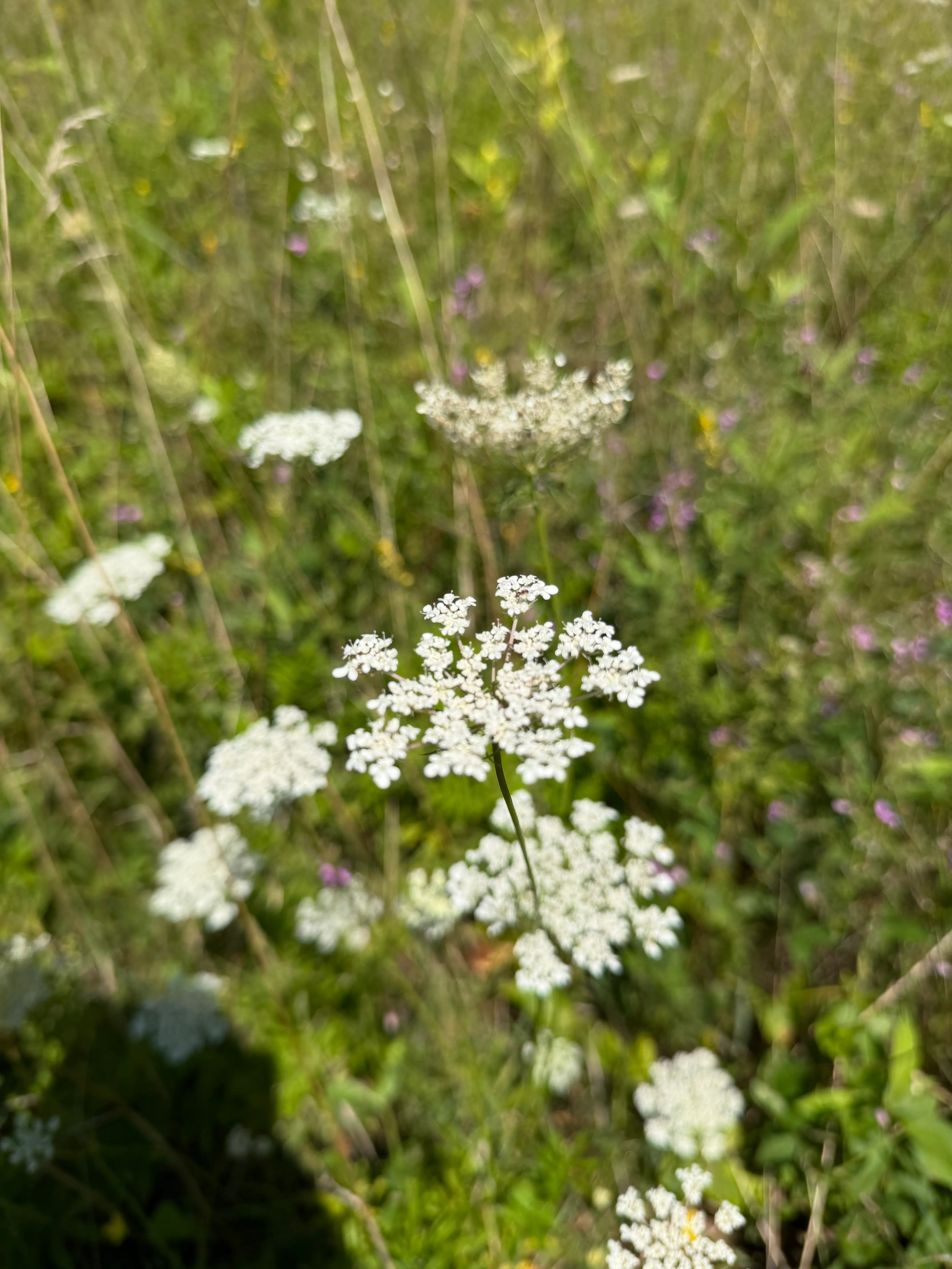 Rough chervil