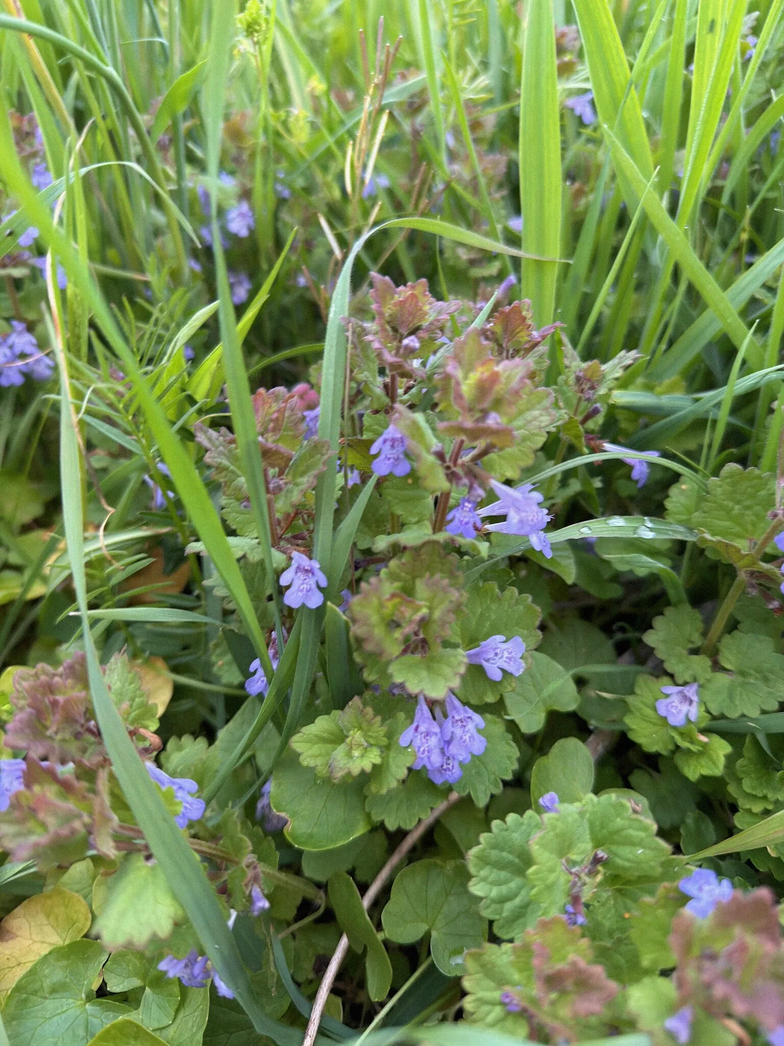 ground-ivy