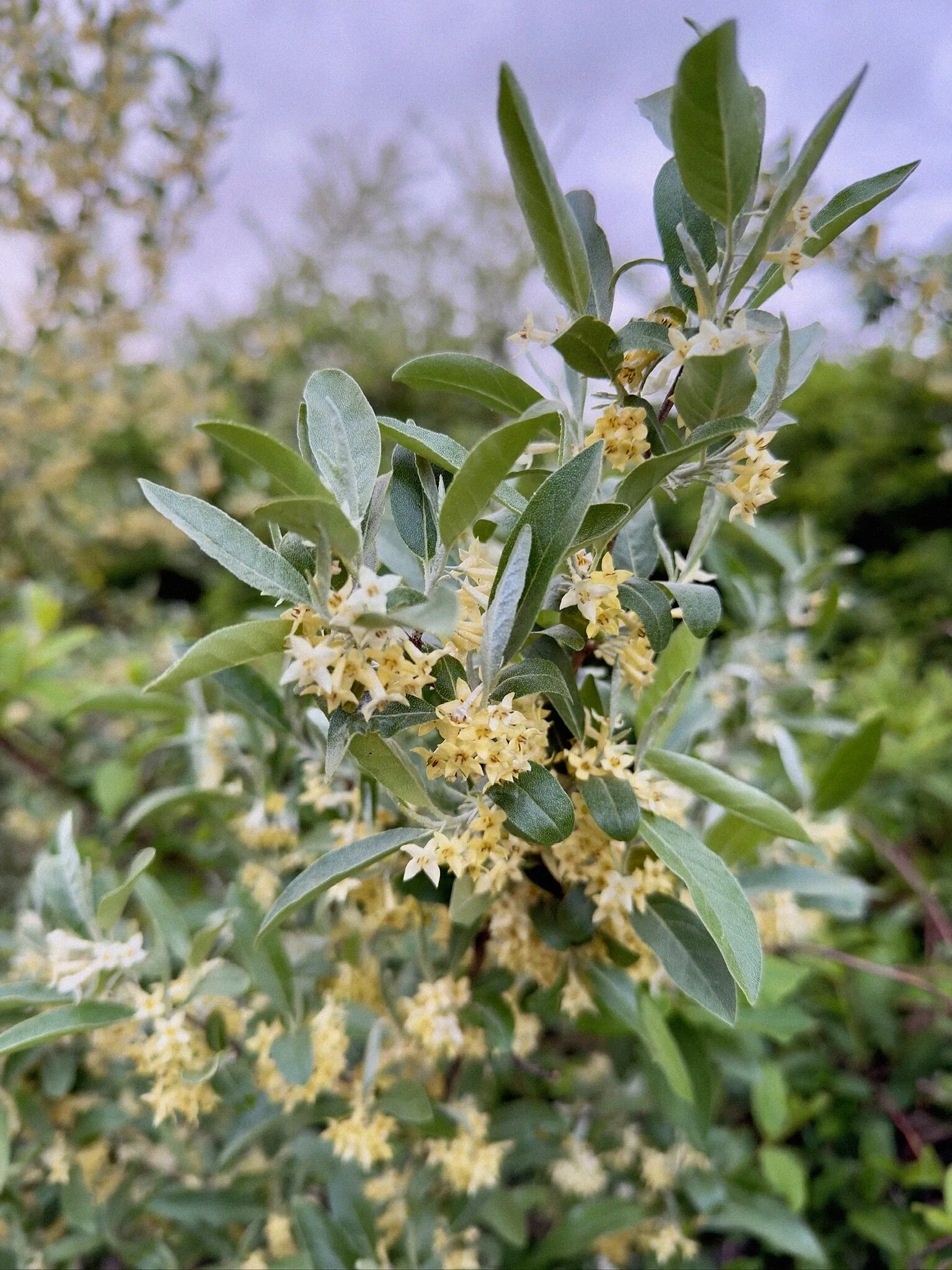 autumn olive