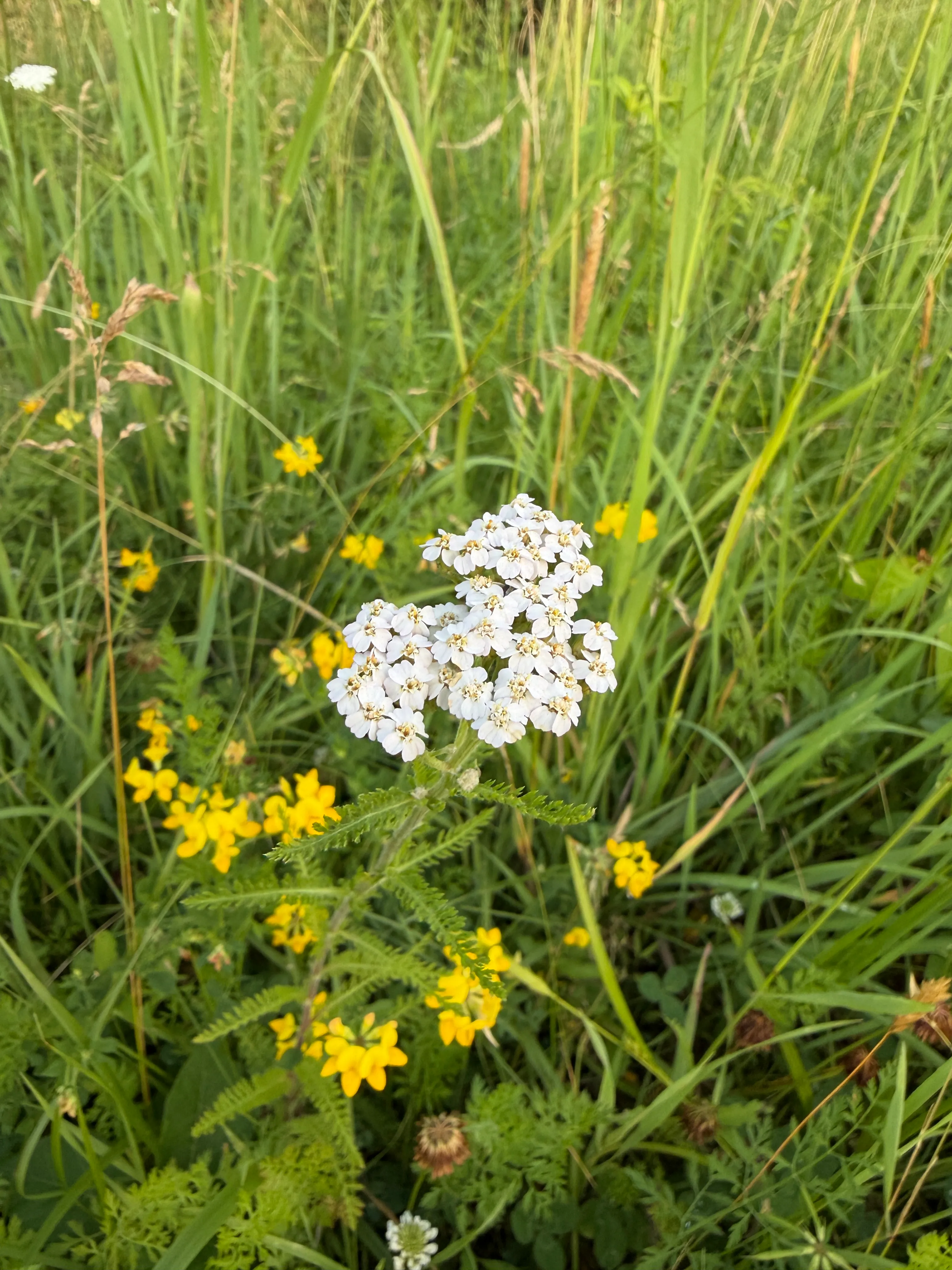 common yarrow
